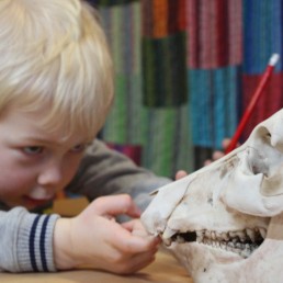 A child looking at a dinosaur bones replica