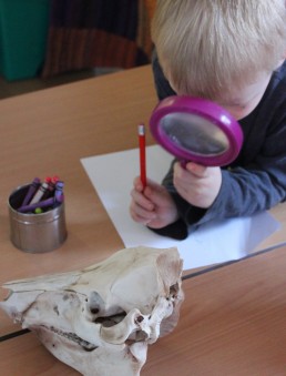 Using a Magnifying Glass to Inspect Bones