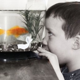 Our Nursery Goldfish
