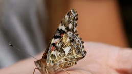 Butterfly at our Nurseries and Forest Schools near Leeds