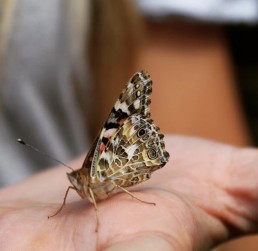 Butterfly at our Nurseries and Forest Schools near Leeds